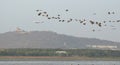 Migratory birds arrival in Bhopal, Madhya Pradesh, India