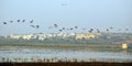 Migratory birds arrival in Bhopal, Madhya Pradesh, India