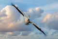 Migratory birds in Colorado. American White Pelican in flight Royalty Free Stock Photo