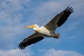 Migratory birds in Colorado. American White Pelican in flight Royalty Free Stock Photo