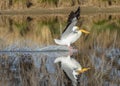 Migratory birds in Colorado. American White Pelican in flight Royalty Free Stock Photo