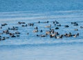 Migratory Birds Flock consisting Red-crested Pochards and Eurasian Coots in the Wetland