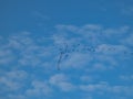 Migratory birds in flocks flying high in sky in V-shaped or triangle formation, making journey between their summer breeding and Royalty Free Stock Photo