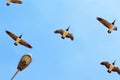 Migratory birds Royalty Free Stock Photo