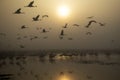 Migratory birds fly at sunset over the lake