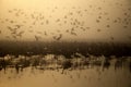 Migratory birds fly at sunset over the lake
