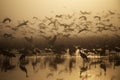 Migratory birds fly at sunset over the lake