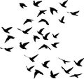 Migratory birds flying drawn in