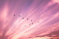 Migratory birds flying in the shape of v on the cloudy sunset sky. Royalty Free Stock Photo