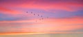 Migratory birds flying in the shape of v on the cloudy sunset sky. Royalty Free Stock Photo