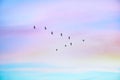 Migratory birds flying in the shape of v on the cloudy sunset sky.