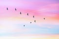Migratory birds flying in the shape of v on the cloudy sunset sky. Royalty Free Stock Photo