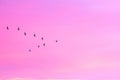 Migratory birds flying in the shape of v on the cloudy sunset sky. Royalty Free Stock Photo