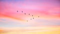 Migratory birds flying in the shape of v on the cloudy sunset sky. Royalty Free Stock Photo