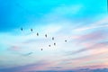 Migratory birds flying in the shape of v on the cloudy sunset sky. Royalty Free Stock Photo