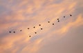Migratory birds flying on the sunset sky Royalty Free Stock Photo