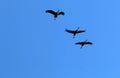 Migratory birds in the Hula Nature Reserve in northern Israel Royalty Free Stock Photo