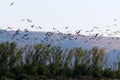 Migratory birds in the Hula Nature Reserve in northern Israel Royalty Free Stock Photo