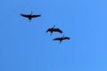 Migratory birds in the Hula Nature Reserve in northern Israel Royalty Free Stock Photo