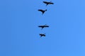 Migratory birds in the Hula Nature Reserve in northern Israel Royalty Free Stock Photo