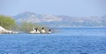 Migratory Birds at Jaisamand Lake, near Udaipur, Rajasthan Royalty Free Stock Photo