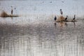 Migratory birds at a lake