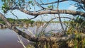 Migratory birds in the mangrove rivera maya