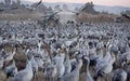 Migratory birds in the nature reserve in Israel Royalty Free Stock Photo