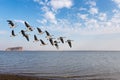 Migratory birds on poyang lake