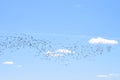 Migratory birds return home in spring to their habitats Royalty Free Stock Photo