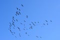 Migratory birds return home in spring to their habitats Royalty Free Stock Photo