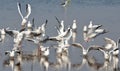 Migratory birds sea gulls came to Bhopal