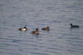 Migratory Ducks Swimming in a lake of a bird sanctuary Royalty Free Stock Photo