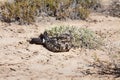 Migratory European Nightjar (Caprimulgus europaeus) sitting on a ground in natural desert habitats