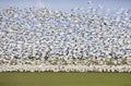 Migratory Geese Royalty Free Stock Photo