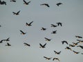 Migratory geese - Sunset light - Heading north - In flight Royalty Free Stock Photo