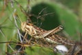 Migratory Grasshopper or Locusta migratoria