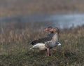 Migratory Grey-lagged Goose at Bharatpur Bird Sanctuary,Rajasthan,India Royalty Free Stock Photo