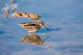 Migratory jack snipe (Lymnocryptes minimus)