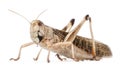 Migratory locust, Locusta migratoria