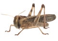 Migratory locust - (Locusta migratoria) Royalty Free Stock Photo