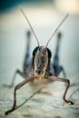 Migratory Locust, Locust, Locusta migratoria. Grasshopper Locust isolated on white background. Locust attack in india