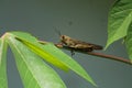 a migratory locust (Locusta migratoria) perched on a branch of a plant