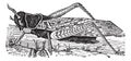 Migratory locust or Locusta migratoria vintage engraving Royalty Free Stock Photo