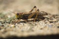 Migratory locust (Locusta migratoria). Royalty Free Stock Photo