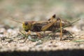 Migratory locust (Locusta migratoria). Royalty Free Stock Photo