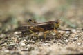 Migratory locust (Locusta migratoria). Royalty Free Stock Photo