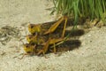 The Migratory locust Locusta migratoria.