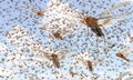 Migratory locust swarm Royalty Free Stock Photo