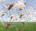 Migratory locust swarm